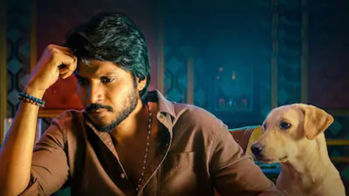 Sigma Box Office Collection