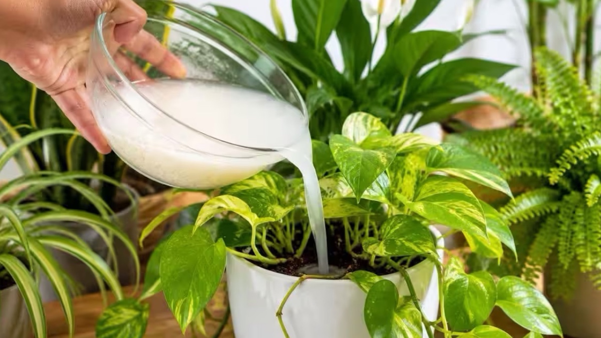 Rice Water For Plants